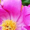 Paeonia 'Roland', flowers
