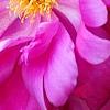 Paeonia 'Roland', flowers