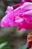 Paeonia 'Roland', flowers