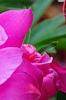 Paeonia 'Roland', flowers
