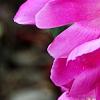 Paeonia 'Roland', flowers
