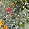 Glacium flavum