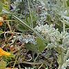 Glacium flavum