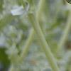 Glacium flavum