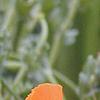 Glacium flavum