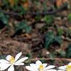 Sanguinaria canadensis, habit