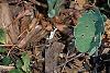 Sanguinaria canadensis, habit
