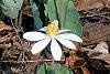 Sanguinaria canadensis, habit