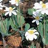 Sanguinaria canadensis, habit