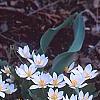 Sanguinaria canadensis, habit