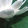 Sanguinaria canadensis forma multiplex, flowers