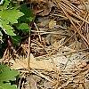 Stylophorum diphyllum