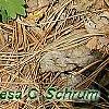 Stylophorum diphyllum