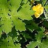 Stylophorum diphyllum