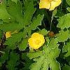Stylophorum diphyllum