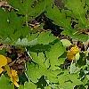 Stylophorum diphyllum