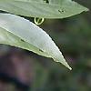 Passiflora incarnata