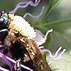 Passiflora incarnata