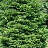 Abies alba, habit