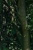 Abies alba