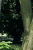 Abies alba