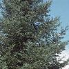 Abies balsamea, habit