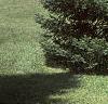 Abies balsamea
