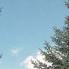 Abies balsamea
