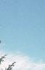 Abies balsamea