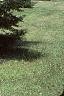 Abies balsamea