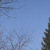 Abies balsamea