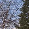 Abies balsamea