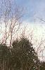 Abies balsamea