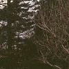Abies balsamea
