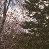 Abies balsamea