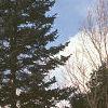 Abies balsamea