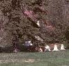 Abies cilicica