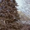 Abies cilicica