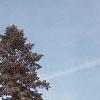 Abies cilicica