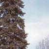 Abies cilicica
