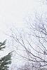 Abies cilicica, habit