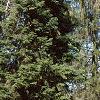 Abies cilicica, habit