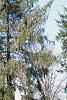 Abies cilicica, habit