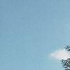 Abies concolor