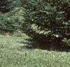 Abies fraseri