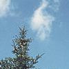 Abies fraseri