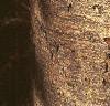 Abies veitchii