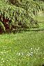 Cedrus deodara