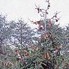 Picea abies 'Acrocona', habit