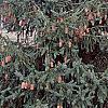 Picea abies 'Acrocona', habit